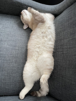Katze; Streicheln; entspannt