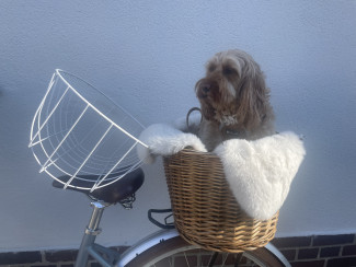 Hund in Fahrradkorb