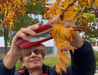 Kann man ein gefallenes Blatt am Baum festtackern?