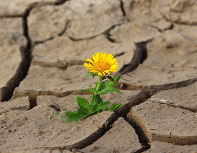 Fastenbilder - Blume